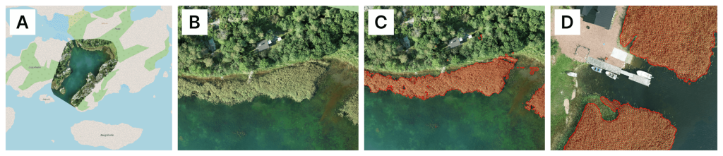 artificial intelligence segmentation of reed belt